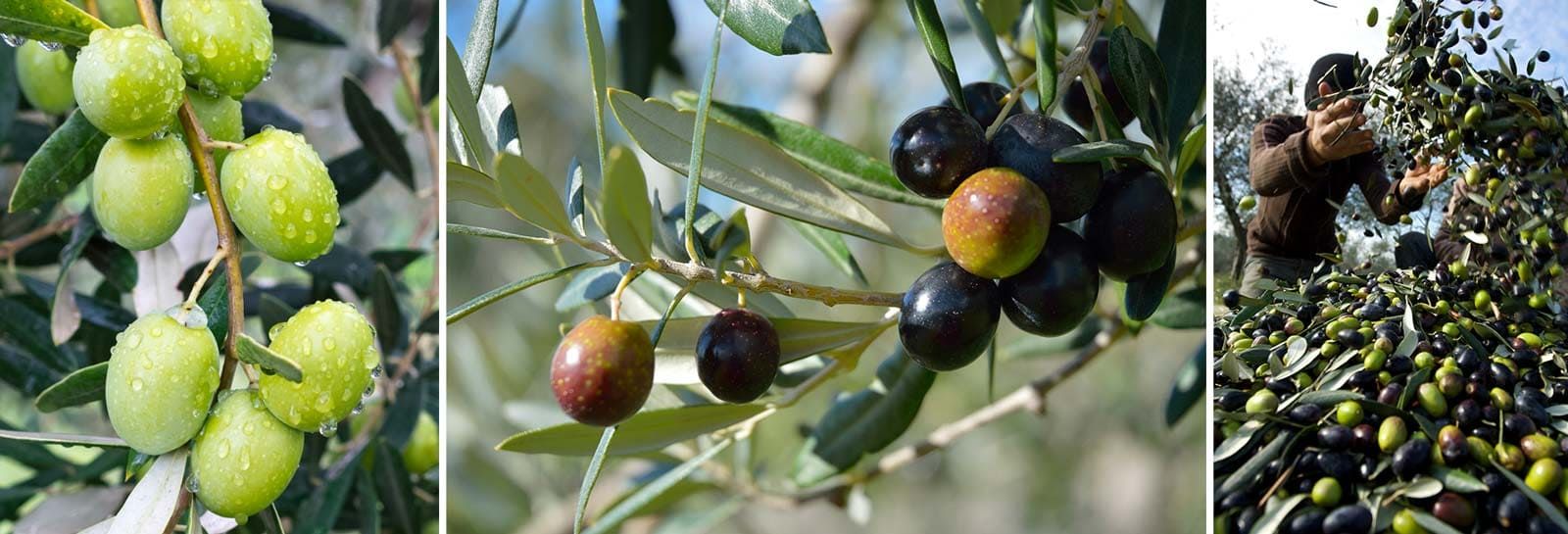 olives sur des branches