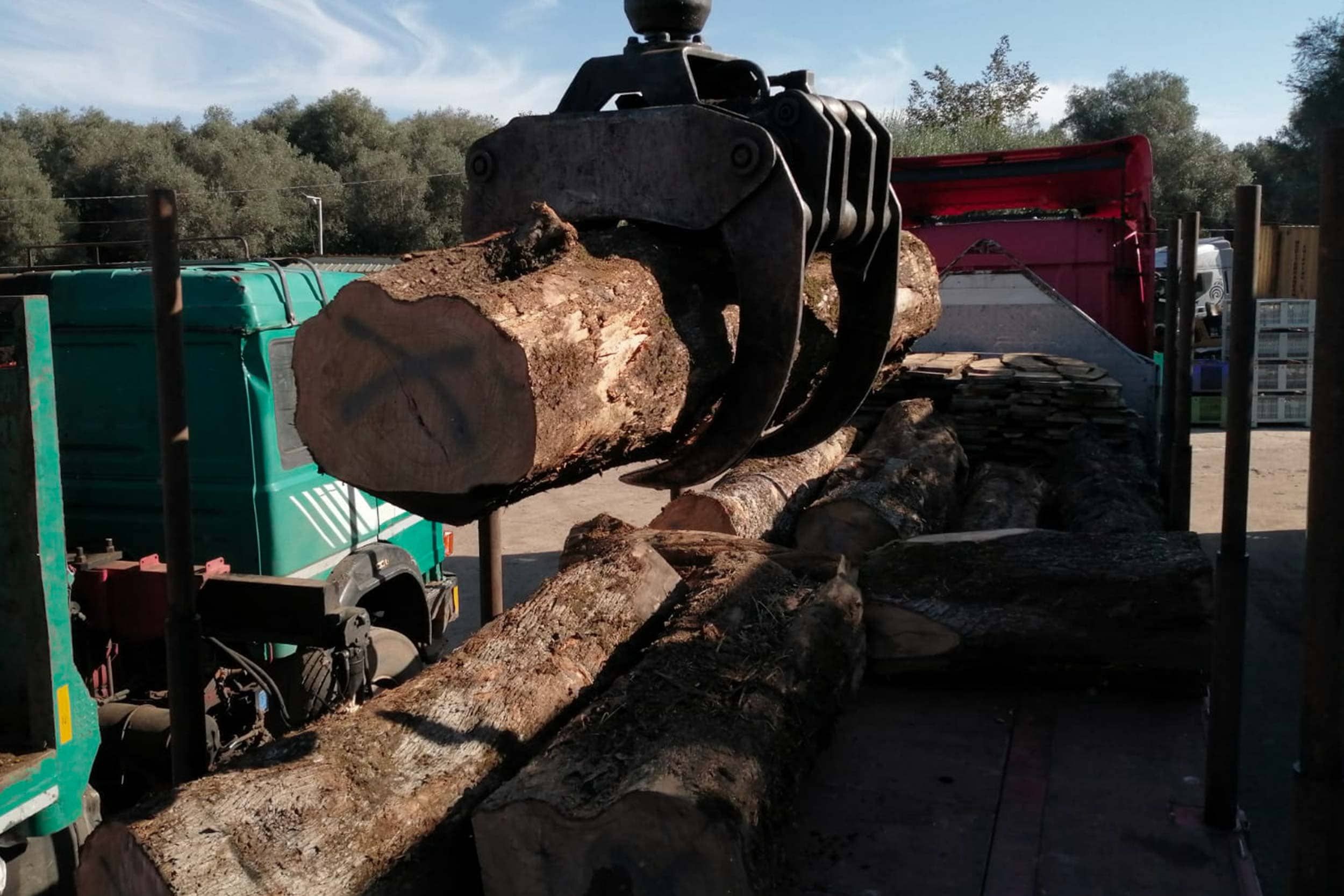 Vue de la scierie - Troncs d'oliviers bruts - Le travail artisanal du Bois d'olivier