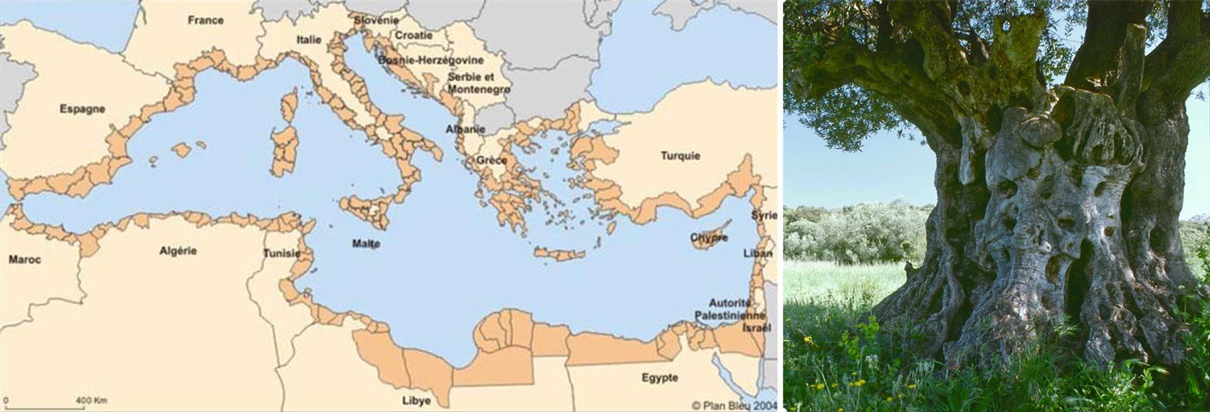 Carte géographie des leiux où l'on trouve des oliviers