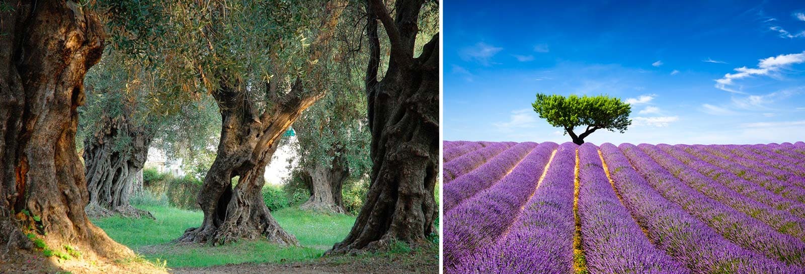 Oliviers dans le sud de la France