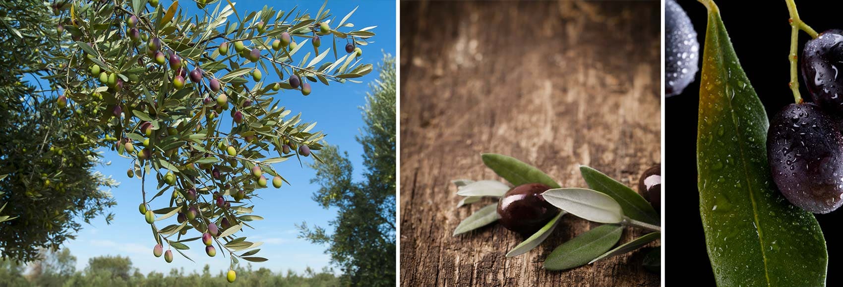 Feuilles et rameaux d'oliviers