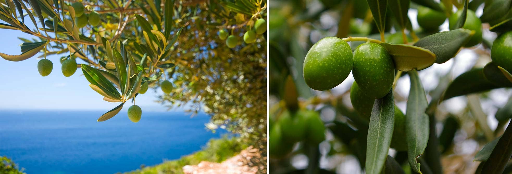 Vue olives vertes sur arbre